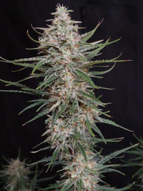 Bruce Banner Automatic. Week 8 - #3