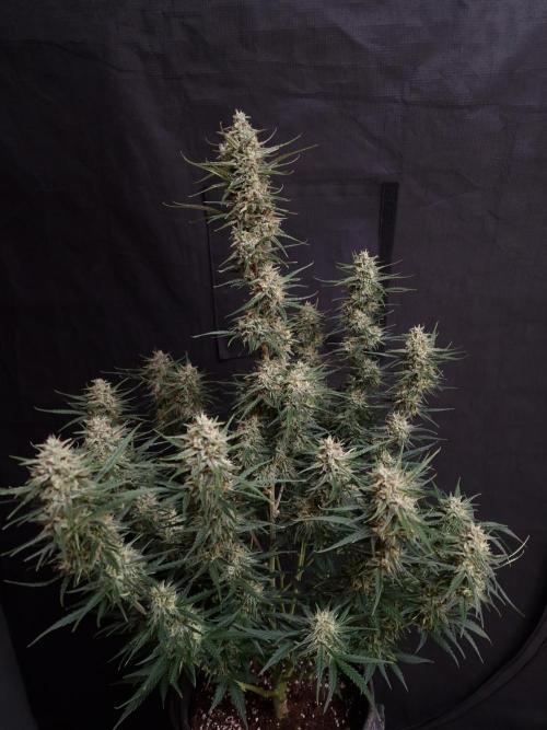 Bruce Banner Automatic. Week 8 - #3