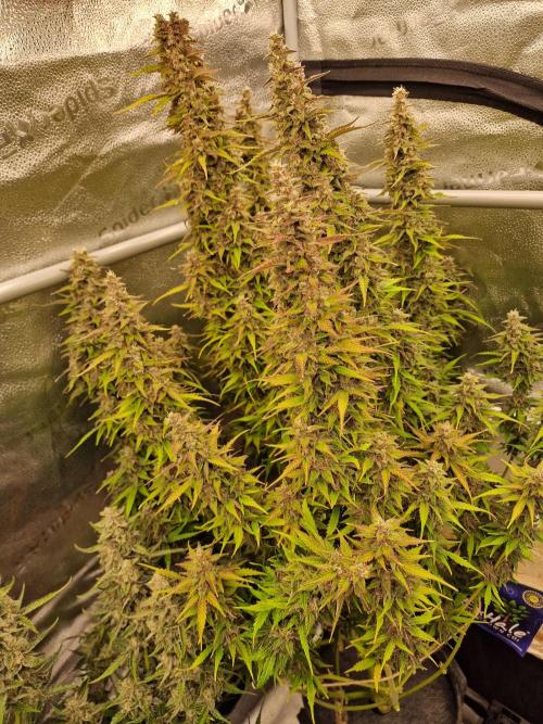 Bruce Banner Automatic. Week 8 - #1