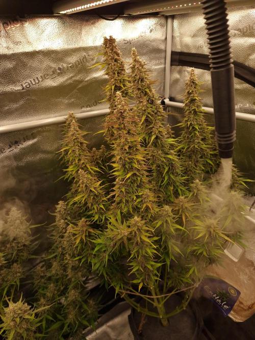 Bruce Banner Automatic. Week 8 - #1