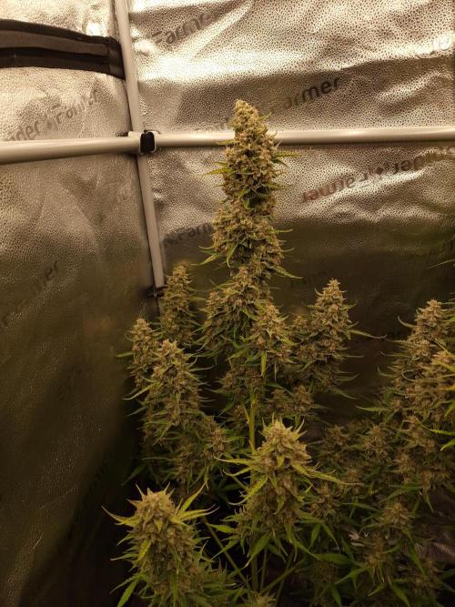 Bruce Banner Automatic. Week 8 - #2