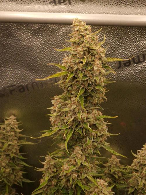 Bruce Banner Automatic. Week 8 - #2