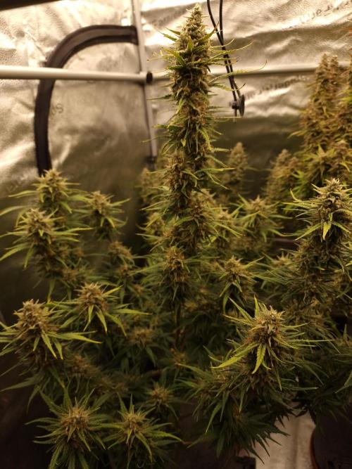 Bruce Banner Automatic. Week 8 - #3