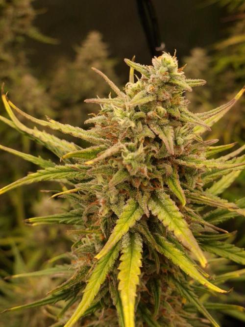 Bruce Banner Automatic. Week 8 - #3