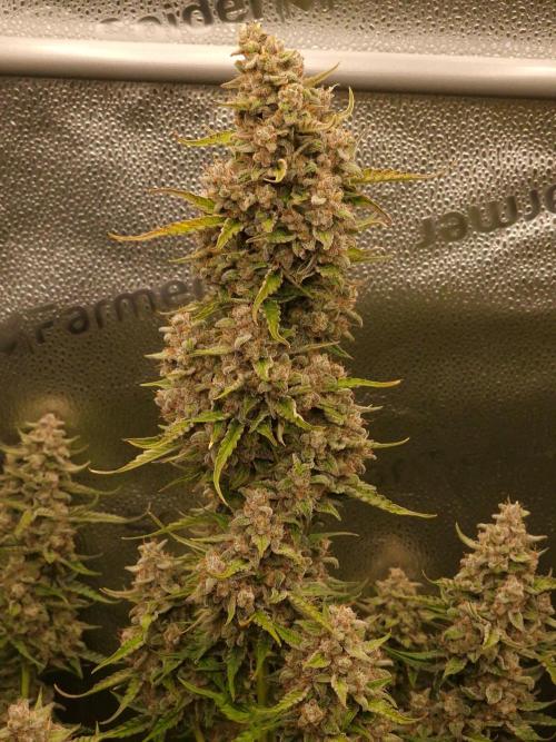 Bruce Banner Automatic. Week 8 - #2