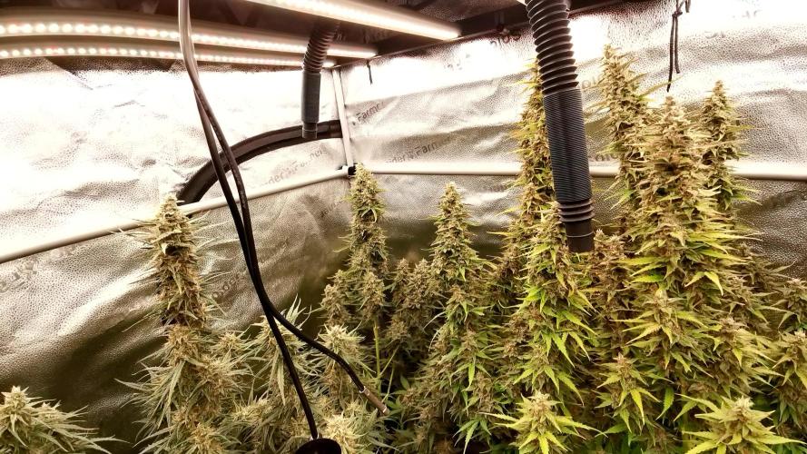 Bruce Banner Automatic