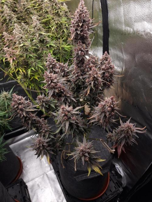 Gorilla Punch Automatic #2. Week 9