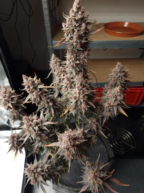 Gorilla Punch Automatic #2. Week 9