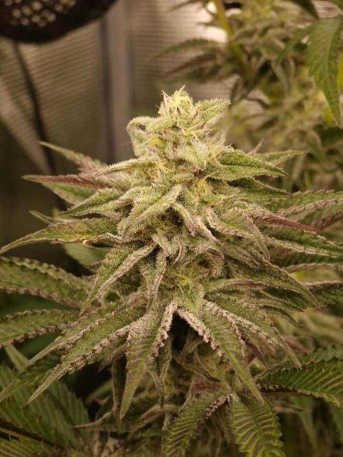 Blueberry Cupcake first Photoperiodics. Week 10 - Day 65 #1