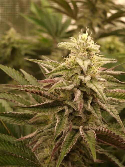 Blueberry Cupcake first Photoperiodics. Week 10 - Day 65 #1