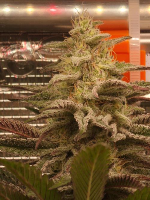 Blueberry Cupcake first Photoperiodics. Week 10 - Day 65 #1