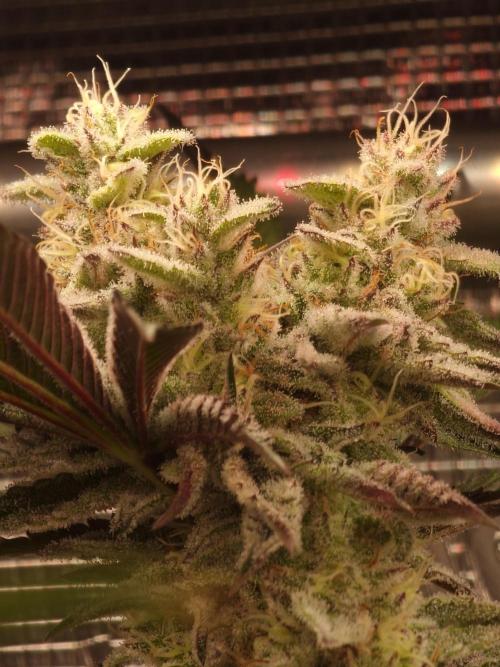 Blueberry Cupcake first Photoperiodics. Week 10 - Day 65 #1