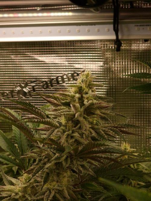 Blueberry Cupcake first Photoperiodics. Week 10 - Day 65 #2