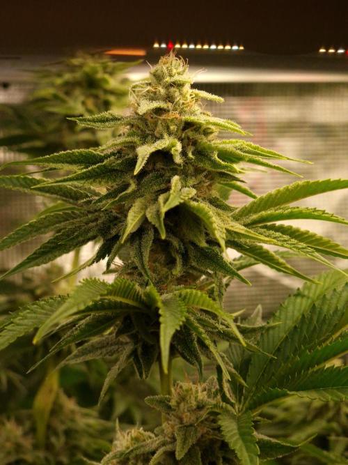 Blueberry Cupcake first Photoperiodics. Week 10 - Day 65 #2