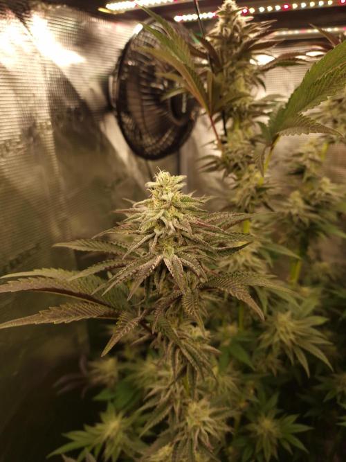 Blueberry Cupcake first Photoperiodics. Week 10 - Day 65 #3