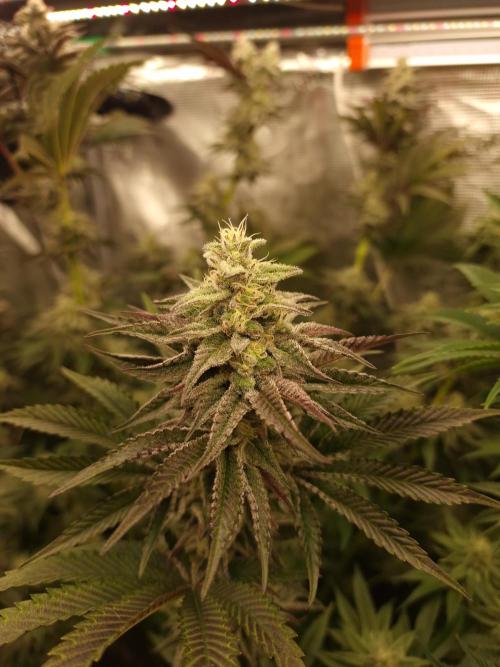 Blueberry Cupcake first Photoperiodics. Week 10 - Day 65 #13