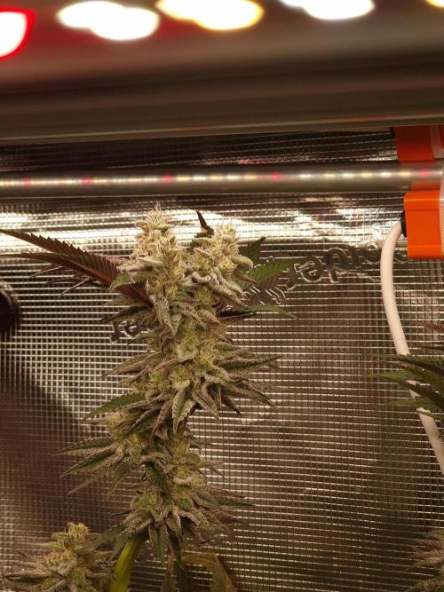 Blueberry Cupcake first Photoperiodics. Week 10 - Day 65 #1