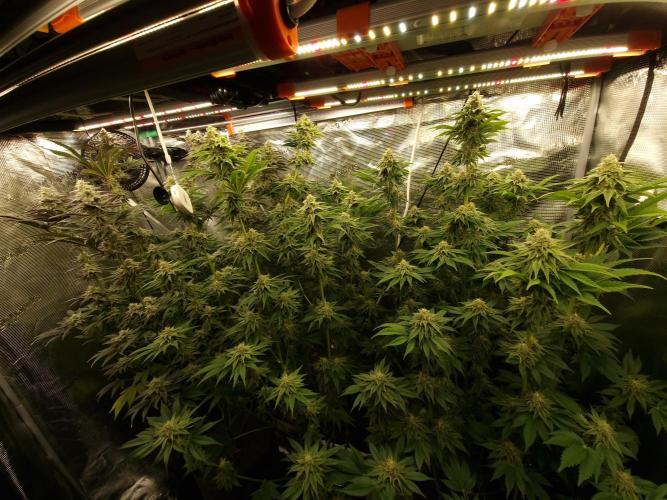 Blueberry Cupcake first Photoperiodics. Week 10 - Day 67