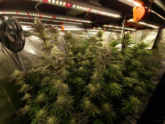 Blueberry Cupcake first Photoperiodics. Week 10 - Day 67