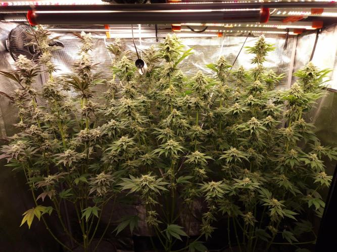 Blueberry Cupcake first Photoperiodics. Week 10 - Day 69