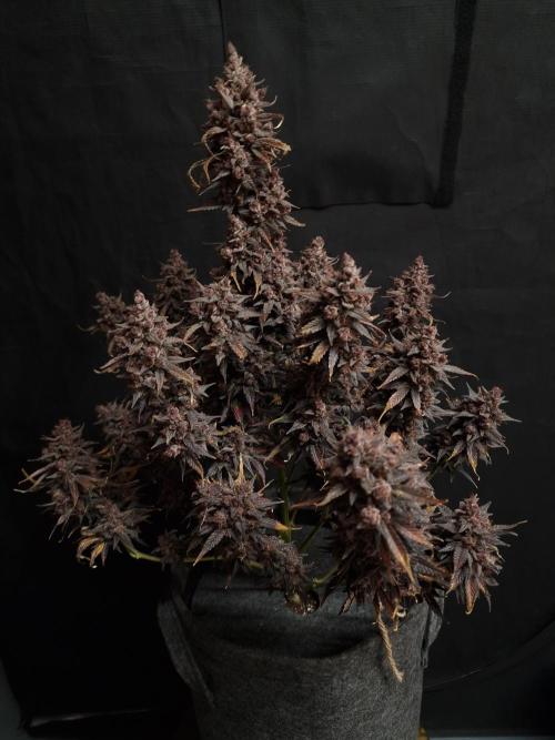 Gorilla Punch Automatic #2. Week 10