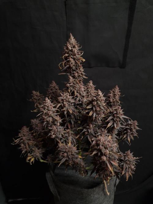 Gorilla Punch Automatic #2. Week 10