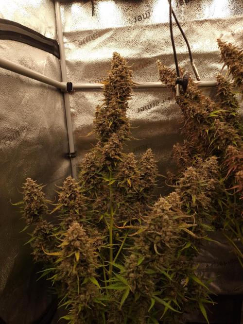 Bruce Banner Automatic. Week 9