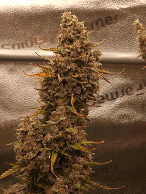 Bruce Banner Automatic. Week 9