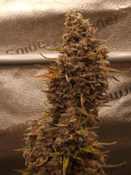 Bruce Banner Automatic. Week 9