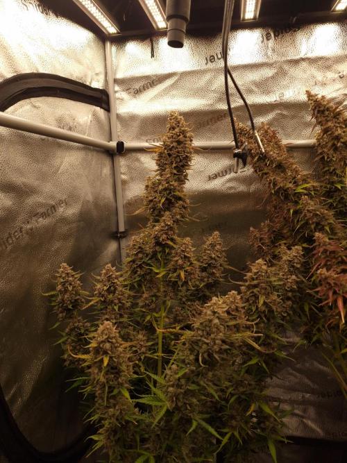 Bruce Banner Automatic. Week 9