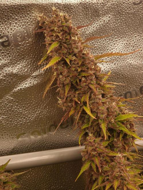 Bruce Banner Automatic. Week 9