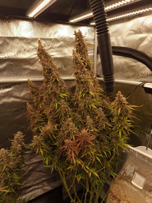 Bruce Banner Automatic. Week 9