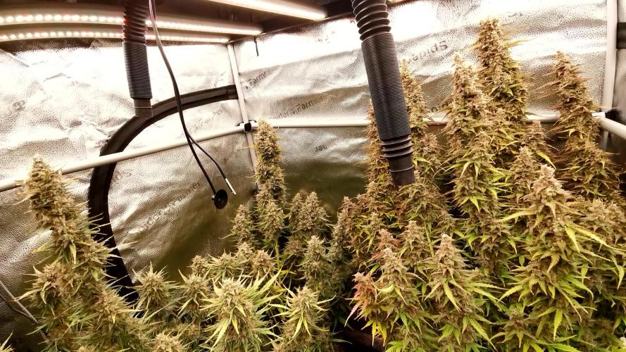 Bruce Banner Automatic