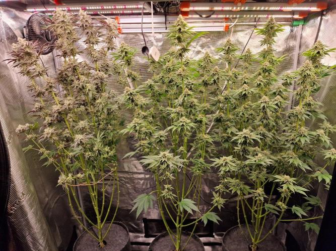 Blueberry Cupcake first Photoperiodics. Week 11 - Day 71