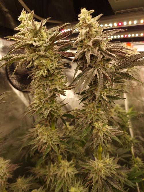 Blueberry Cupcake first Photoperiodics. Week 11 - Day 71 #1