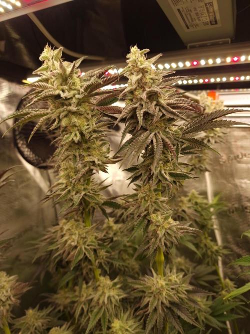 Blueberry Cupcake first Photoperiodics. Week 11 - Day 71 #1