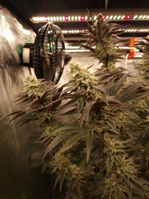 Blueberry Cupcake first Photoperiodics. Week 11 - Day 71 #1