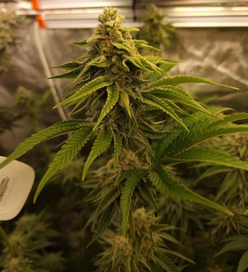 Blueberry Cupcake first Photoperiodics. Week 11 - Day 71 #2