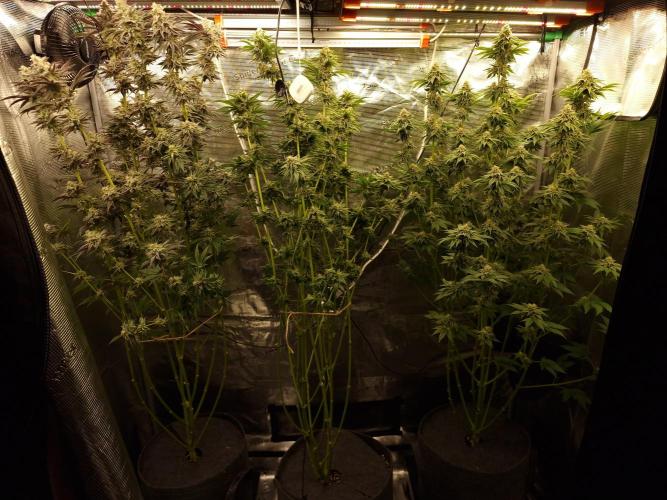 Blueberry Cupcake first Photoperiodics. Week 11 - Day 73