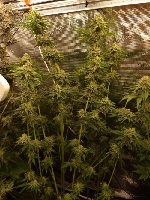 Blueberry Cupcake first Photoperiodics. Week 11 - Day 73 #2