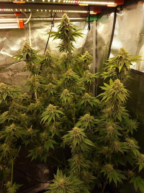 Blueberry Cupcake first Photoperiodics. Week 11 - Day 73 #3