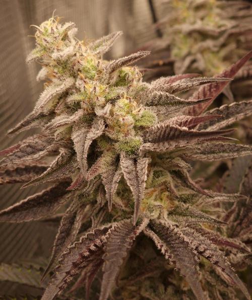 Blueberry Cupcake first Photoperiodics. Week 11 - Day 73 #1