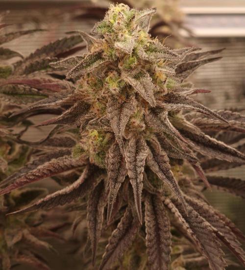 Blueberry Cupcake first Photoperiodics. Week 11 - Day 73 #3