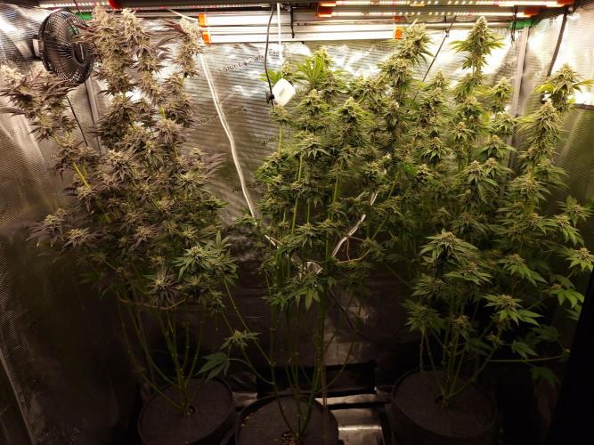 Blueberry Cupcake first Photoperiodics. Week 11 - Day 75