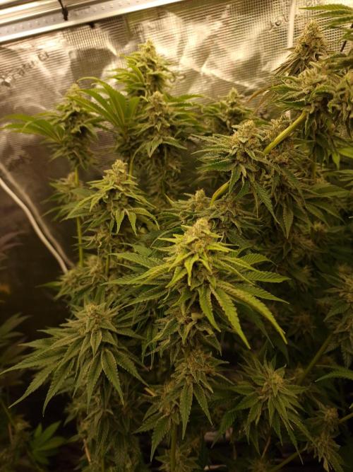 Blueberry Cupcake first Photoperiodics. Week 11 - Day 75 #2