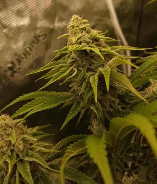 Blueberry Cupcake first Photoperiodics. Week 11 - Day 75 #2