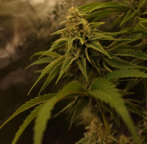 Blueberry Cupcake first Photoperiodics. Week 11 - Day 75 #2