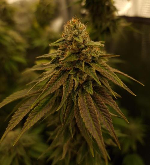 Blueberry Cupcake first Photoperiodics. Week 11 - Day 75 #3