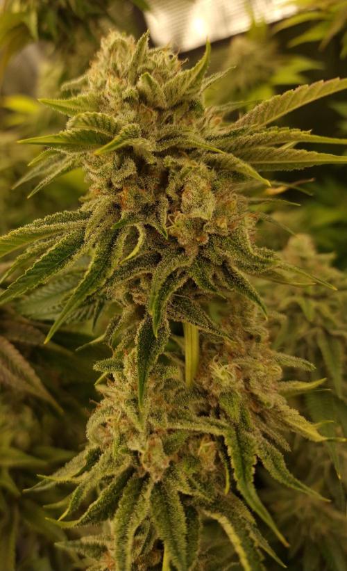 Blueberry Cupcake first Photoperiodics. Week 11 - Day 75 #3