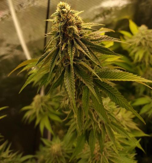 Blueberry Cupcake first Photoperiodics. Week 11 - Day 75 #3